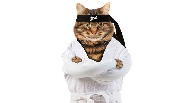 Les infos du Réveil Chérie : Le musée de Saint Petersbourg recrute des chats pour protéger leurs œuvres d'art...