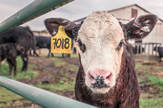 L’agriculture un regain d’avenir