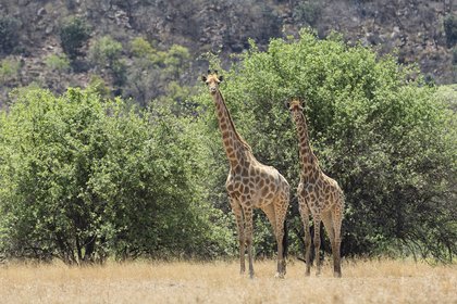 Les familles sont au plus prêt des animaux sauvages