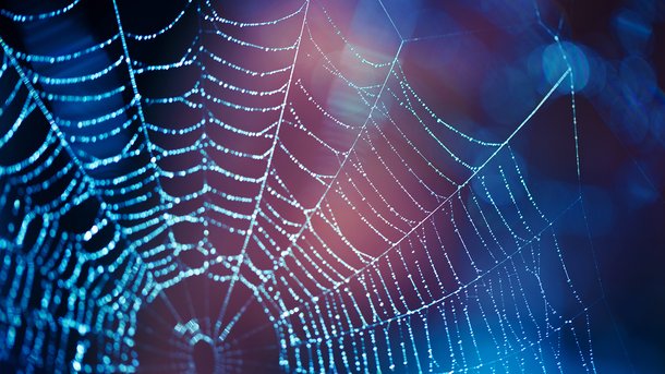 Les infos du Réveil Chérie : Un scientifique a réussi à traduire une toile d'araignée en musique