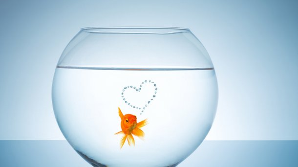 Le Top du Réveil Chérie : Les poissons aussi peuvent avoir des chagrins d’amour !