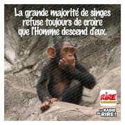 Réflexions de singes ...