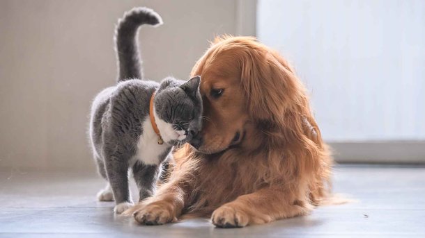 Les infos du Réveil Chérie : En Espagne, la garde alternée en cas de divorce s’applique aussi aux animaux de compagnie