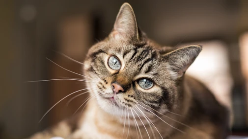 Les infos du Réveil Chérie : en Turquie, un chat vole la vedette lors d’une représentation de Roméo et Juliette