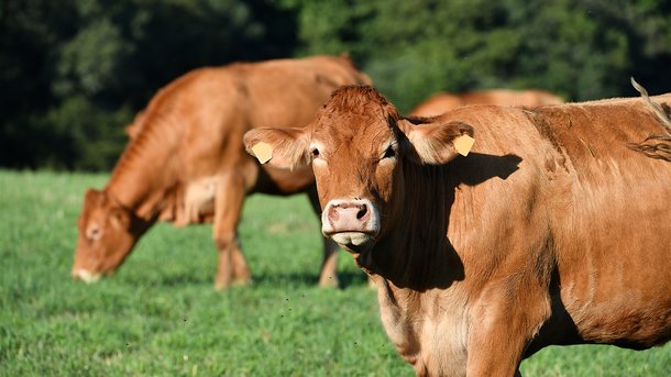 Les infos du Réveil Chérie : les vaches aussi ont des meilleures amies !