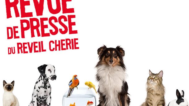 Revue de presse du jour : C’est la journée mondiale des animaux !