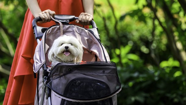 Les infos du Réveil Chérie : en Corée du Sud, il y a maintenant plus de poussettes pour chiens que de poussettes pour bébés !