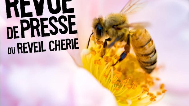 Tu penses à quoi du jour : Les guêpes nous attaquent !