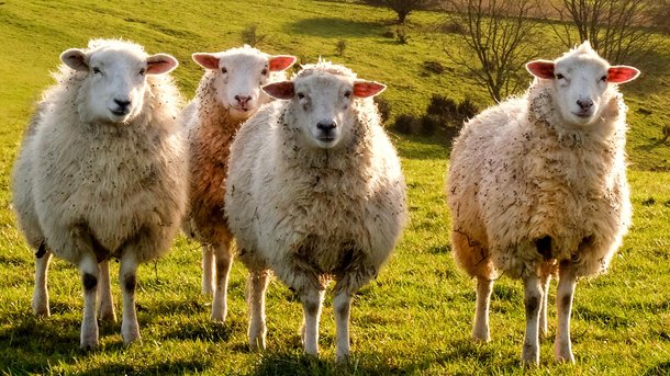Les infos du Réveil Chérie : pourquoi quatre moutons ont été inscrits comme élèves dans une école ?