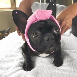 Chien Lady Gaga
