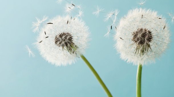 5 règles pour se protéger des allergies aux pollens