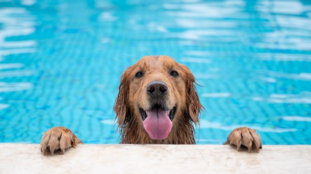Les infos du Réveil Chérie : Une piscine pour chiens vient d'ouvrir à Bordeaux