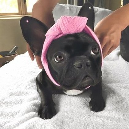 Chien Lady Gaga