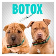 Les Chiens et le botox : tout s'explique ! - Les images drôles de Rire & Chanson