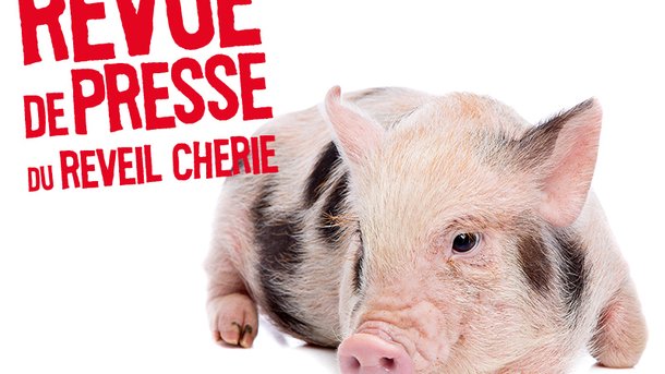 Revue de presse du jour : Tout le monde veut un cochon nain à la maison !