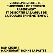 Blague : bon chien  !