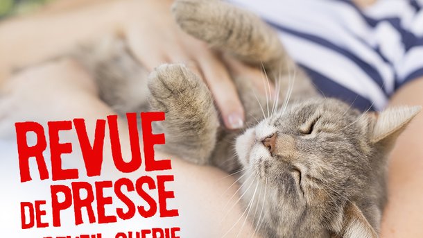 Revue de presse du jour : Les amateurs de chats seraient plus intelligents que ceux qui aiment les chiens