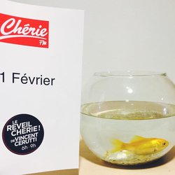 1er avril 2016 - Le Réveil Chérie de Vincent Cerutti