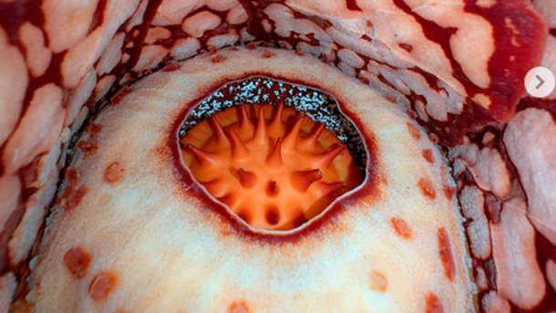 Les infos du Réveil Chérie : des biologistes ont découvert l'une des fleurs les plus rare du monde !