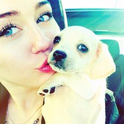 Miley Cyrus : je vous présente Bean 