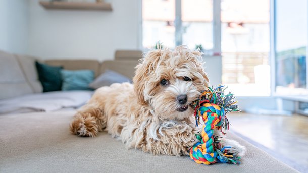 Les infos du Réveil Chérie : les chiens aussi peuvent être accros au jeu