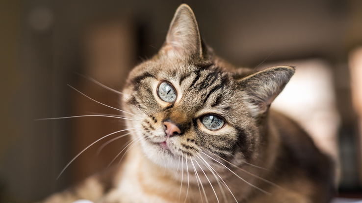 Les infos du Réveil Chérie : en Turquie, un chat vole la vedette lors d’une représentation de Roméo et Juliette