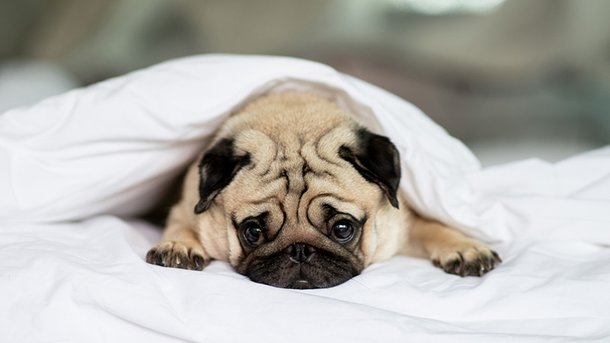 Les infos du Réveil Chérie : 66% des gens préféreraient dormir avec leur animal de compagnie