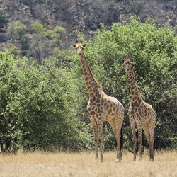 Les familles sont au plus prêt des animaux sauvages