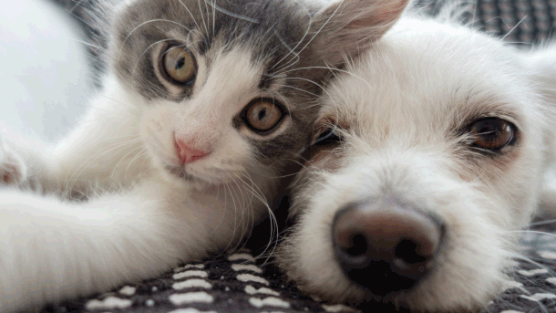 Les infos du Réveil Chérie : En Chine, les chiens et les chats peuvent désormais avoir un emploi